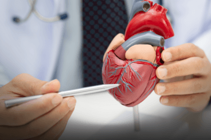 Modelo de coração humano em estudo