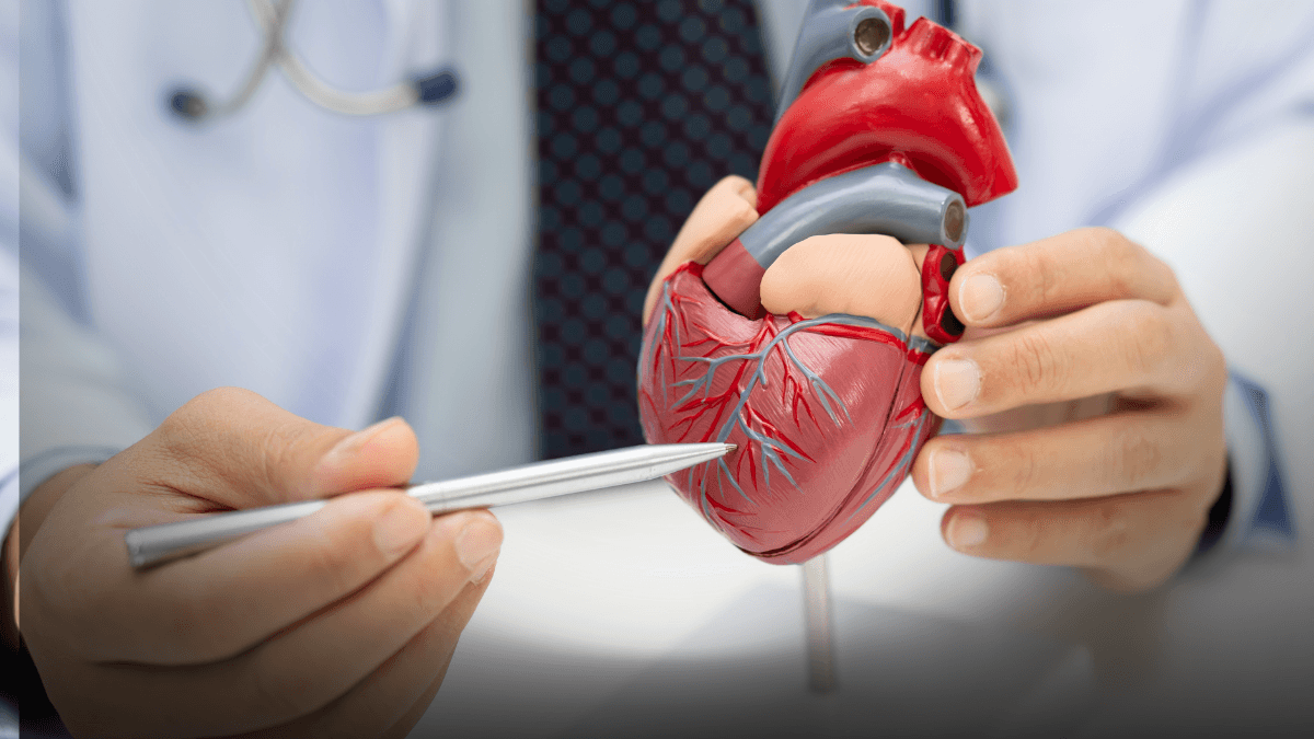 Modelo de coração humano em estudo